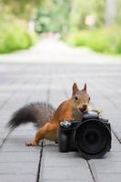 scoiattolo e telecamera foto