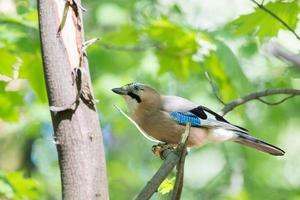 Garrulus glandarius su un' ramo foto