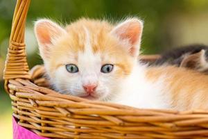 un' piccolo rosso gattino foto