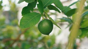 un' lime nel il mattina. il verde colore è freddo foto