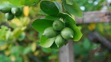 quattro verde lime rendere fresco oggi foto