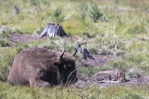 selvaggio animale europeo bisonte foto