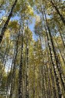 autunno foresta con un' grande numero di betulla alberi foto