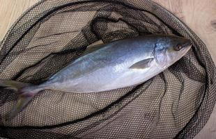 pesce catturato nel il netto foto