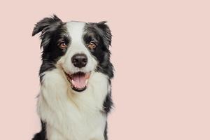 divertente emotivo cane. carino cucciolo cane confine collie con divertente viso isolato su rosa sfondo. carino animale domestico cane. animale domestico animale vita concetto. foto
