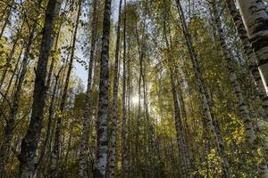 autunno foresta con un' grande numero di betulla alberi foto