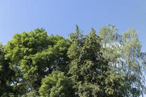 alberi nel un' misto foresta nel estate foto