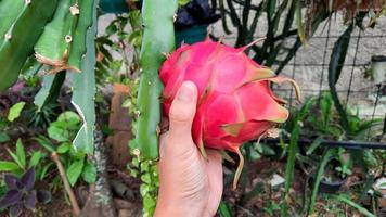 il processi di raccolta maturo Drago frutta a partire dal il albero 03 foto