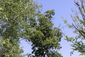 alberi nel un' misto foresta nel estate foto