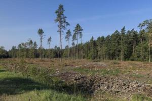 la deforestazione per legname raccolta , foresta foto