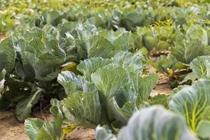 agricolo campo dove cavolo è cresciuto nel cavoli foto