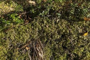 verde muschio nel il foresta nel autunno foto