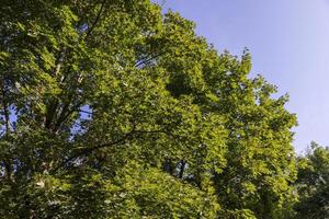 deciduo alberi con verde fogliame nel estate foto