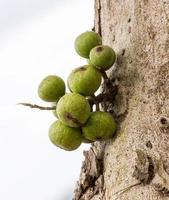 Figura frutta su albero foto