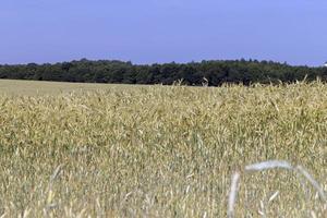 un agricolo campo dove maturazione cereale Grano cresce foto