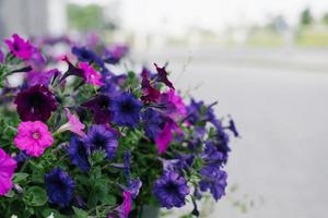 blu, rosa e viola petunia fiori avvicinamento plano con copia spazio foto