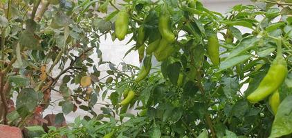 peperoncino di Cayenna alberi nel il casa giardino foto