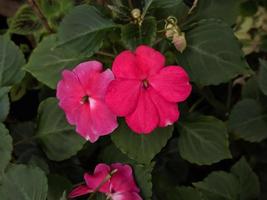 impatiens walleriana fiori fioritura e bellissimo nel il giardino foto