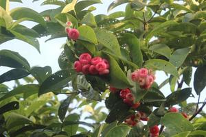 sfocato foto di rosso guaiava frutta sospeso su albero.