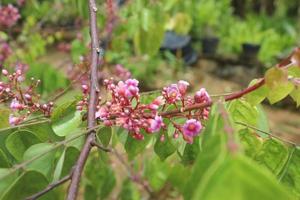 selettivo messa a fuoco di bellissimo stella frutta fiore nel il giardino. foto