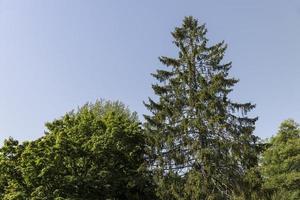 un' varietà di alberi in crescita nel il parco foto