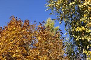 ingiallimento acero fogliame nel il autunno stagione foto