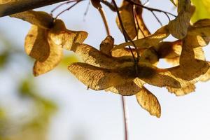 acero albero fogliame nel autunno foto