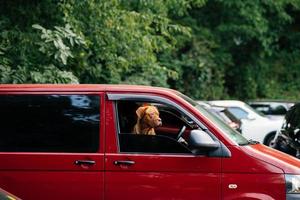 il cane incollato suo testa su di il auto finestra foto