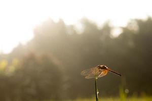 bella libellula nella natura foto