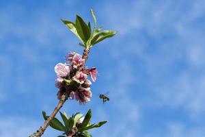 ape che vola ai fiori foto