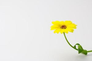 calendula, fiore, giallo, colori, natura, primavera foto