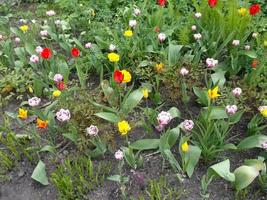 colorato tulipani. meraviglioso primavera fiori foto