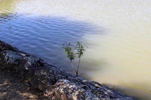 vegetazione su il banche di un' fiume nel settentrionale Israele foto