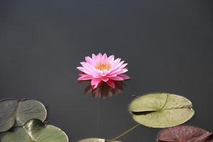 fiori di ninfea per adorare buddha. foto
