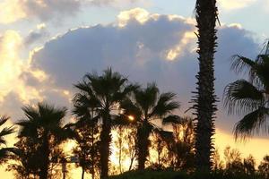 palma alberi nel città parco durante Alba foto