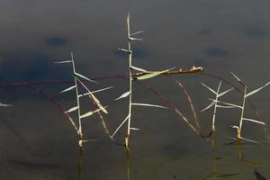 vegetazione su il banche di un' fiume nel settentrionale Israele foto