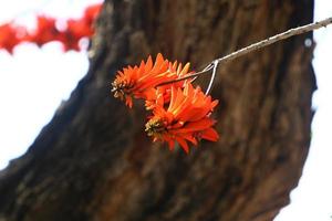 erythrina cresta di gallo fiori nel un' città parco nel settentrionale Israele. foto