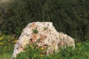 pietre nel un' città parco di il mare nel settentrionale Israele foto