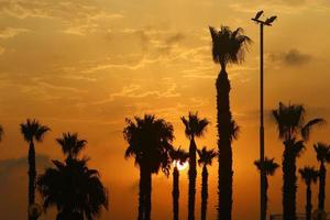 palma alberi nel città parco durante Alba foto