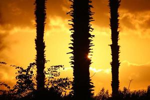 palma alberi nel città parco durante Alba foto