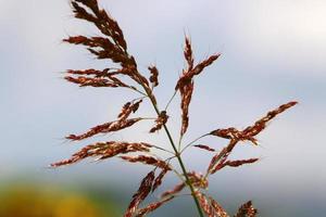 campo spighette naturale secco fiori 80 centimetri alto. foto