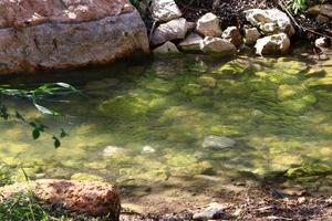 vegetazione su il banche di un' fiume nel settentrionale Israele foto