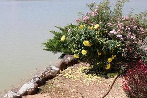 vegetazione su il banche di un' fiume nel settentrionale Israele foto