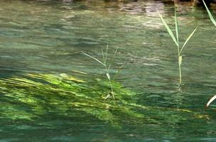 vegetazione su il banche di un' fiume nel settentrionale Israele foto