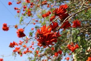 erythrina cresta di gallo fiori nel un' città parco nel settentrionale Israele. foto