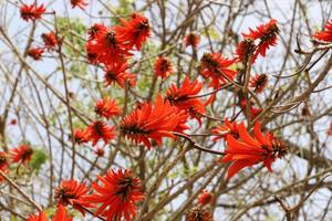 erythrina cresta di gallo fiori nel un' città parco nel settentrionale Israele. foto