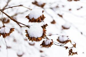 asciutto Marrone cespuglio rami nel il neve avvicinamento. naturale pianta inverno sfondo foto