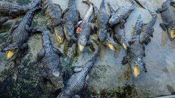 parecchi grande coccodrilli erano Affamato per cibo foto