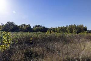 autunno foresta con alberi durante foglia autunno foto