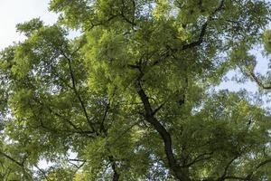 diverso alberi in crescita insieme nel il foresta foto